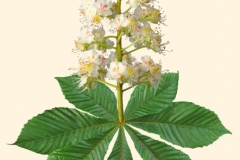 1087-roaykastanie_aesculus-hippocastaneum-57-23_blatt-blate_0