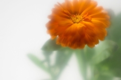 calendula-008