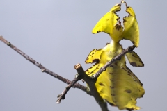 phyllium-giganteum_wandelndes-blatt-08xx