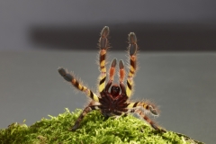 poecilotheria-ornata_018xx